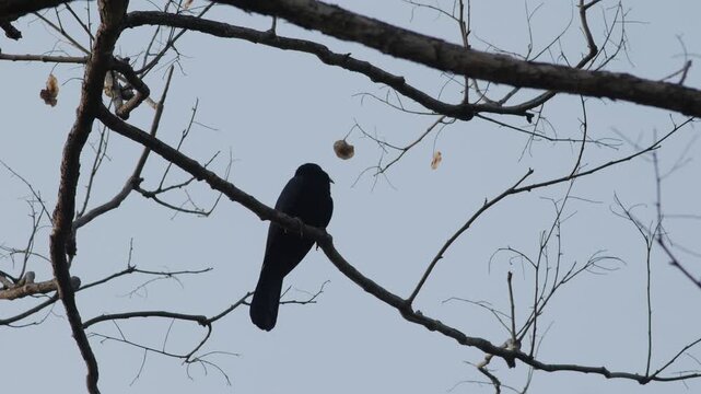 Asian Koel Bird Perched on Bare Tree Branch Against Bright Sky Background