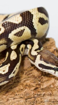 Vertical Close-up of Ball Python Slithering Over Textured Cork Bark