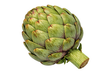 Fototapeta premium Fresh green globe artichoke vegetable on transparent background presenting healthy organic food ingredient