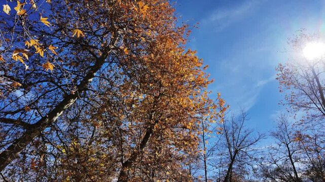 Yucaipa, California, January 26, 2026Oak Trees in a Park with the wind and birds singing as the leaves fall