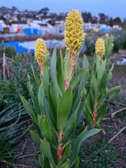 Obraz premium Succulent plants with yellow flowers growing in a coastal garden setting, botanical elements of ornamental shrubs for landscaping and nature education concepts