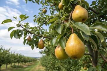 A row of pear trees with ripe fruit hanging from the branches