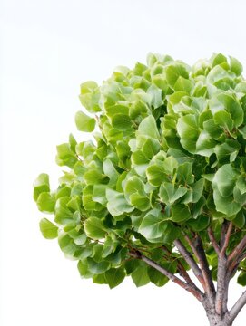 Grey Alder Tree Specimen with Dense Green Foliage and Branches Isolated on White Background for Landscape Architecture Design and Botanical Visualization Mockup