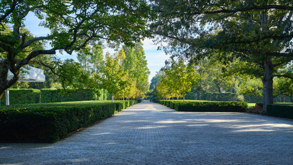 Fototapeta premium Geometric Garden Allée with Trimmed Hedges and Trees