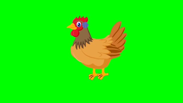 illustration of hen birds standing character with green screen video