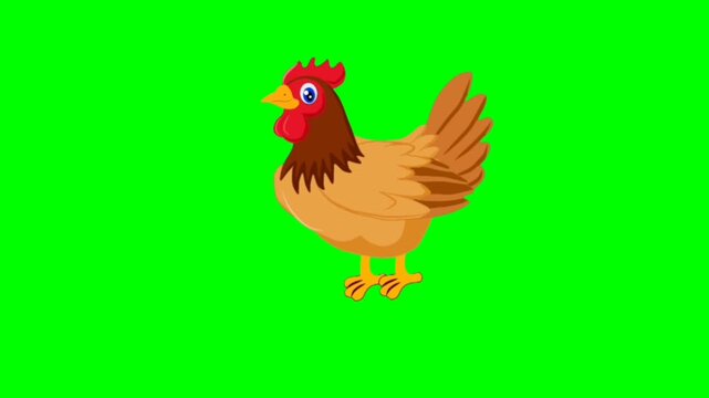 illustration of hen birds standing character with green screen video