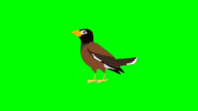 illustration of a bird