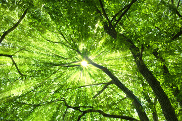 緑の木　太陽光