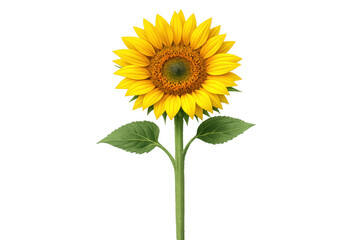 Obraz premium Sunflower plant showcasing its vibrant yellow bloom, central disk, green stem, and leaves, symbolizing natural beauty