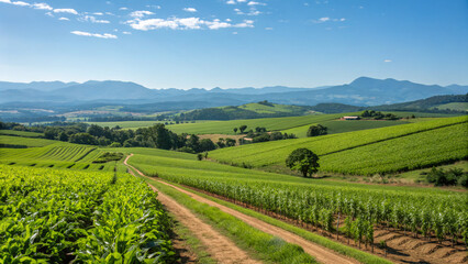 Vineyard landscape with green hills and mountains in the distance under a clear blue sky