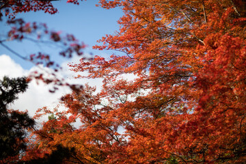 Autumn at Imakumano Kannon-ji Temple in Kyoto, Japan