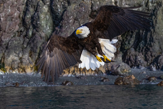 american bald eagle