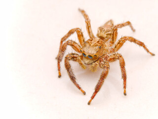 Macro Portrait of a Plexippus jumping spider on a white surface at Huahin Thailand