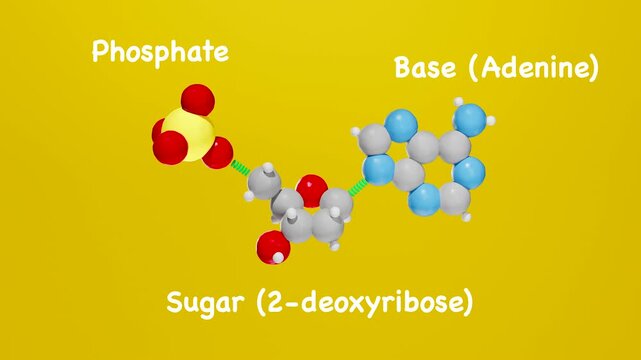 A clean 3D animation of a DNA nucleotide separating into its three main components: phosphate, sugar (2-deoxyribose), and base (adenine).