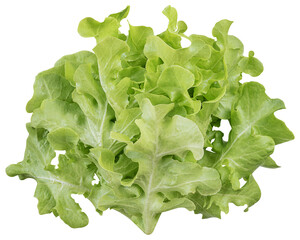 Green oak lettuce vegetable