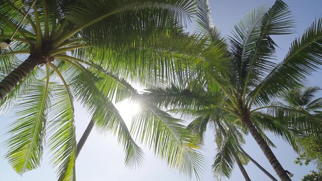 palm tree against sunshine blue sky.  tropical beach low angle view. 