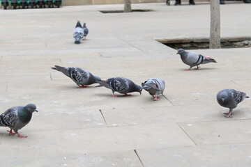 Obraz premium pigeons on the street