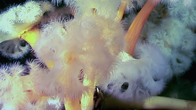 A group of Metridium senile sea anemones sway rhythmically in the Arctic current. They filter nutrients from the icy depths in the dark.