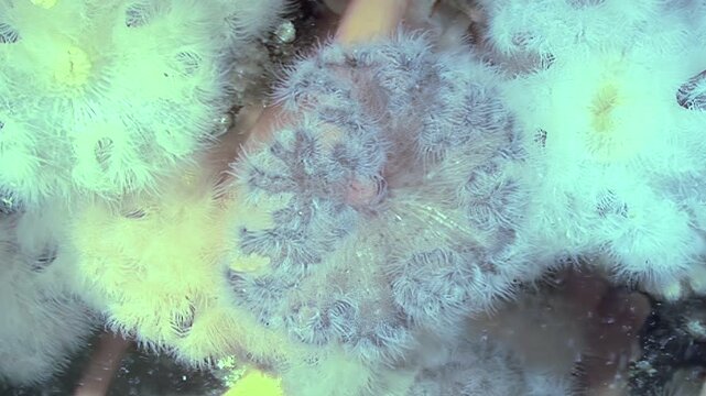 A captivating view of Metridium senile, a species of sea anemone. These delicate creatures thrive in the chilly environment of the Arctic ocean, creating a beautiful underwater landscape.