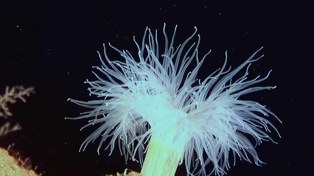 Witness the delicate movements of a Metridium senile, also known as a Frilled Anemone, under the Arctic Ocean. Observe its graceful tentacles swaying gently in the cold, clear water.