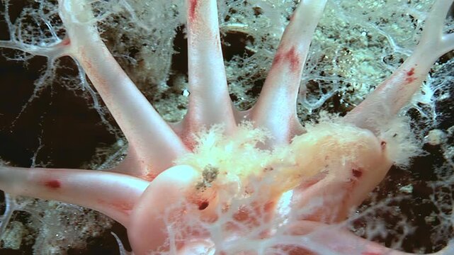 Close look as the orange sea cucumber, Cucumaria miniata, extends its tentacles to capture plankton drifting by in the cold Arctic waters. An underwater view of nature at work!