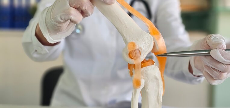 Doctor shows anatomy of structure of human knee joint concept