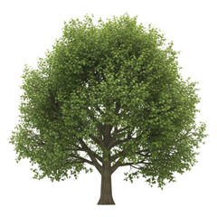 Obraz premium Large Green Tree Isolated on Transparent Background Cutout PNG, High Detail 3D Cartoon Style Nature Illustration