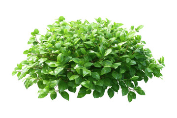 Obraz premium Lush green shrub cluster