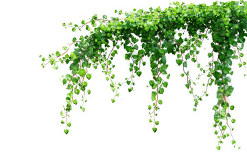 Fototapeta premium Close-up of lush, cascading greenery