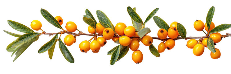 Branch of bright yellow berries with green leaves