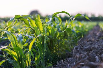 Young green crops growing in cultivated soil under natural sunlight. Concept of cultivation, sustainable farming, plant growth, food production, and agricultural development.