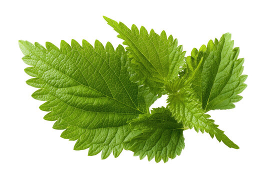 Close-up of vibrant green stinging nettle leaves (2)