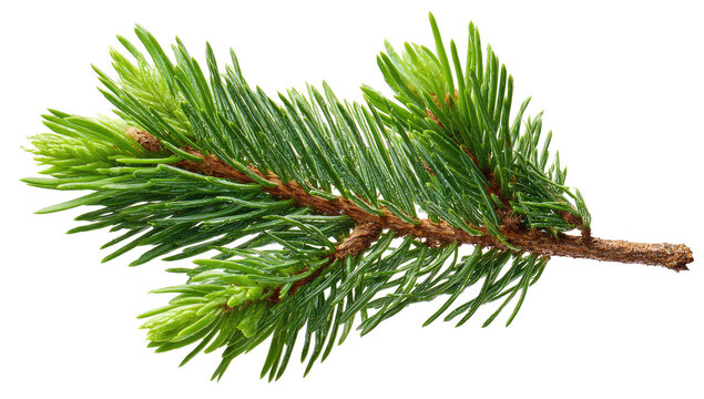 Close-up of a vibrant green conifer branch.  Fresh, pine needles tightly clustered along a light brown twig.  Sharp, pointed foliage