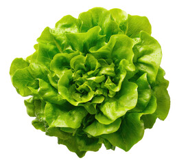 Close-up of a vibrant green head of crisp lettuce