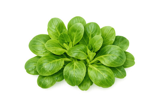 Corn salad with vibrant green leaves, a nutritious superfood for healthy eating, raw organic food, transparency