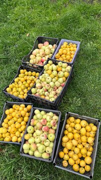Plastic Crates Full of Apples on Grass Outdoor Harvest
