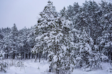 Snow-Covered Pine Trees in a Winter Forest