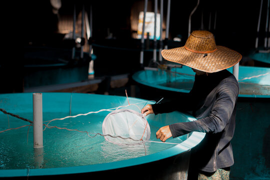 Worker Checking Fish Hatchery Tanks Inside Aquaculture Facility