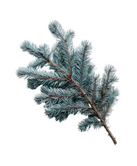 Obraz premium Blue spruce branch with needles in full view, isolated against a black background