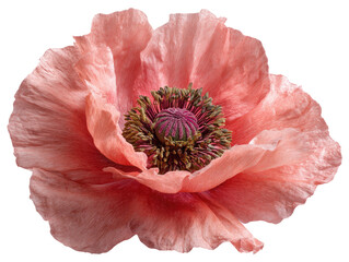 Close-up of a single, pale peach-pink poppy flower, exhibiting delicate petals and a central cluster of stamens