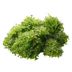 Lush, vibrant green moss clump with detailed, textured surfaces, isolated