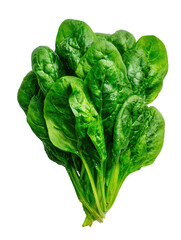 Fresh bundle of vibrant green spinach leaves against a dark background