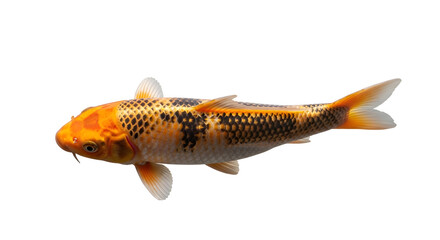 Beautiful vibrant koi fish swimming with intricate scales and fins on a white background isolated for graphic design use