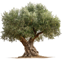 Mature olive tree with a gnarled trunk.  Full, lush olive foliage