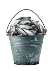 Bucket overflowing with small, silvery fish. Isolated