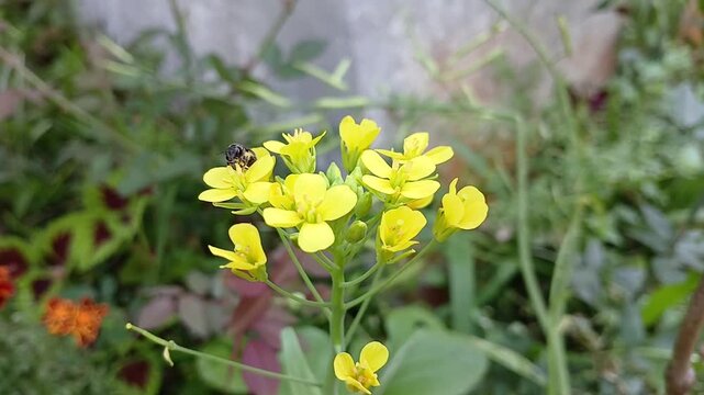 Brassica napus (Rapeseed, rape, oilseed rape and canola). Brassica napus grows to 100 cm in height with hairless, fleshy, pinnatifid