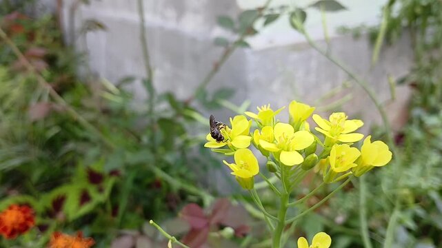 Brassica napus (Rapeseed, rape, oilseed rape and canola). Brassica napus grows to 100 cm in height with hairless, fleshy, pinnatifid