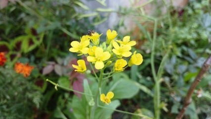 Fototapeta premium Brassica napus (Rapeseed, rape, oilseed rape and canola). Brassica napus grows to 100 cm in height with hairless, fleshy, pinnatifid