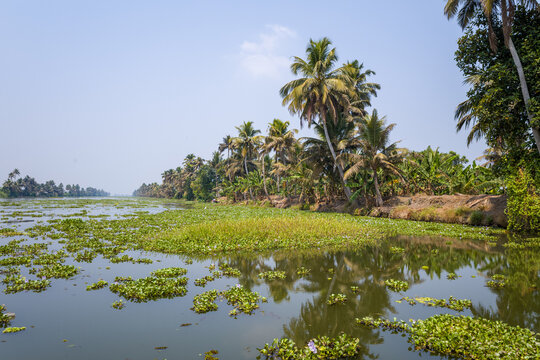 Thick clusters of water plants drift across a calm canal lined with tall palm trees and dense greenery in Alappuzha, Kerala. Bright daylight and clear blue sky enhance the lush, tropical atmosphere.
