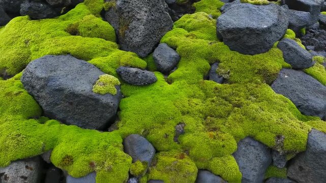 Lush green moss blankets dark rocks in natural landscape